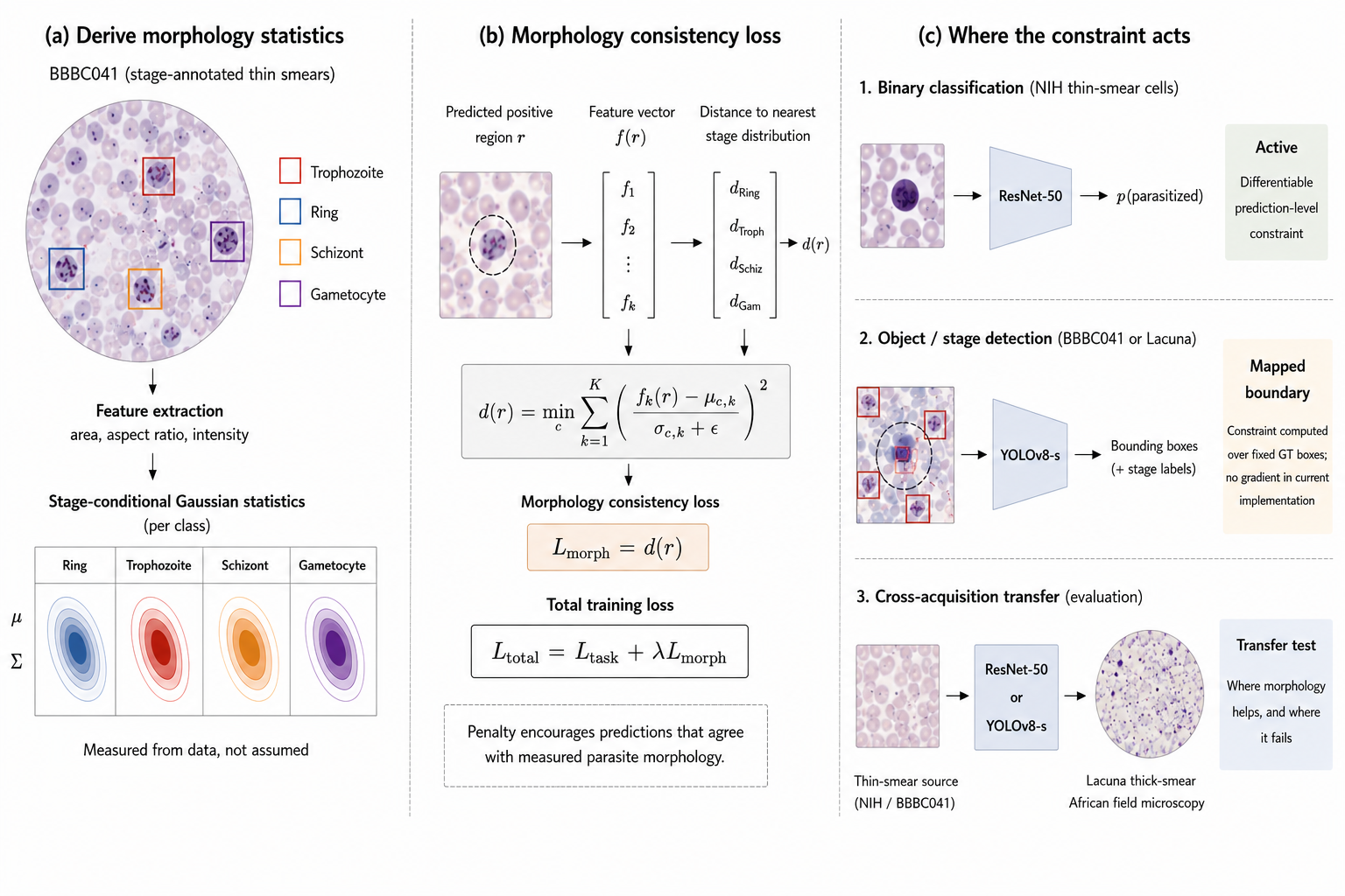 MORPHA framework deriving stage-conditioned morphology statistics, applying a consistency loss, and evaluating cross-acquisition transfer